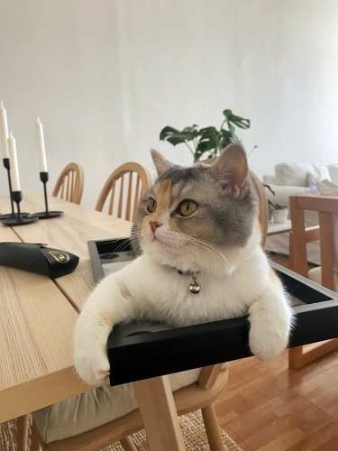 Uysal kızımız Lili fotoğraf
