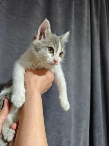 Eve Alıştı Sokakta Yapamaz fotoğraf