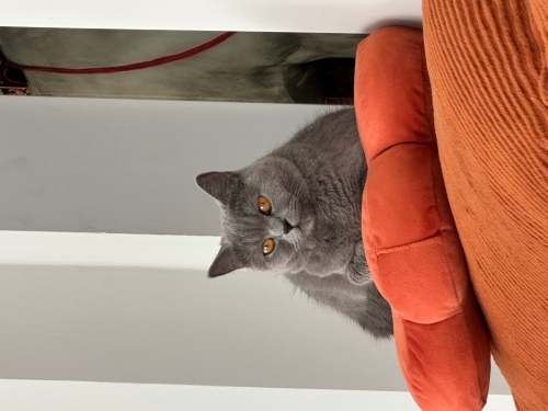Köpeklerle hayvanlarla arası iyi fotoğraf