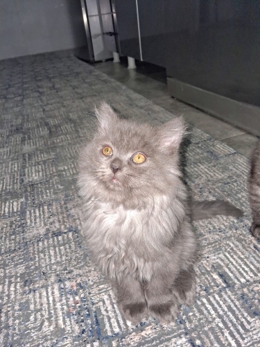 Eğitimi oyun canlısı fotoğraf