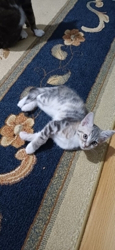 anne baba van kedisi fotoğraf