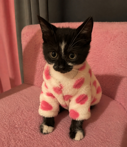 Minik Pink'e yuva arıyoruz. 🖤 fotoğraf