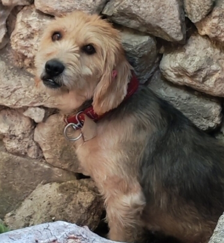 ÇOK UYSAL TERRIER KIRKLARELİ fotoğraf