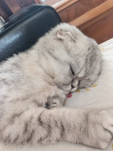 Cokuslu dur acil verilir fotoğraf