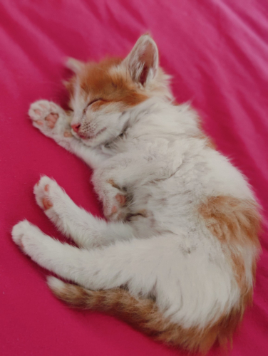 Acil yuva aranıyor fotoğraf