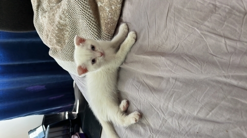 Sevimli kucak aşığı fotoğraf