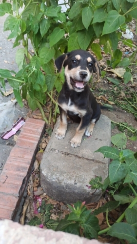 Ücretsiz yavru av köpeği fotoğraf