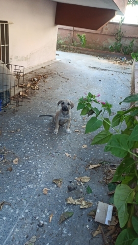 Ücretsiz yavru av köpeği fotoğraf