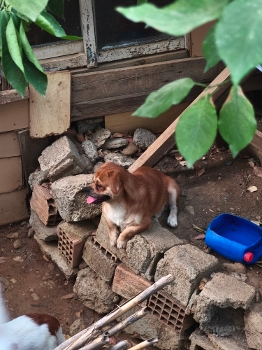 CANA YAKIN SİMBA fotoğraf