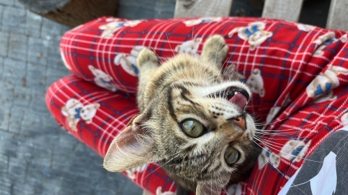Sevimli yavru kedi fotoğraf