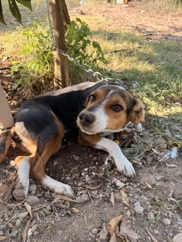 ELA GÖZLÜ BENJİ’YE ACİL ÖMÜRLÜK YUVA fotoğraf