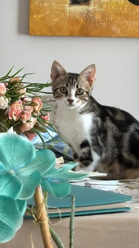 4,5 Aylık Lily’ye Ömürlük Yuva Arıyoruz 🐾 fotoğraf