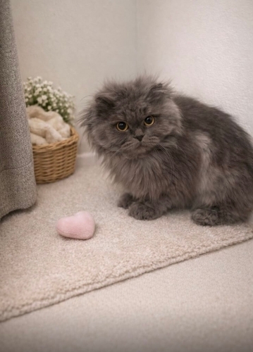 Ona aile olacak sahip arıyoruz . fotoğraf