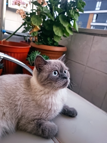 Ev hayvanıdır , mama seçmez kuru mama yer fotoğraf