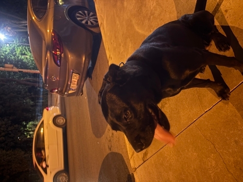 Çok sevgi dolu bir köpek fotoğraf