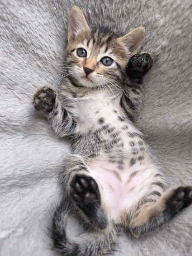 🐾 5 Haftalık Minik Bulut Yuva Arıyor fotoğraf