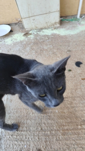 Gri Kedi (British sanırım) fotoğraf