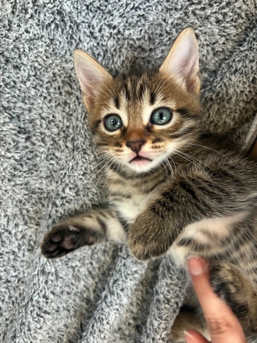 🦁 5 Haftalık Küçük ASLAN Yuva Arıyor! 🐾 fotoğraf