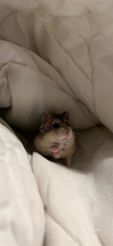 Tatlı hamsterim için ömürlük yuva arıyorum fotoğraf