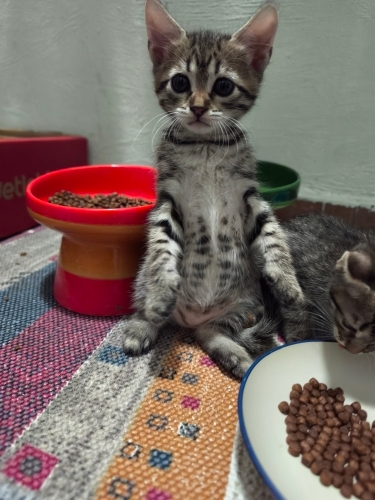 🌸 MİÇO Kış Gelmeden Sıcak Yuvasını Arıyor 🐾 fotoğraf