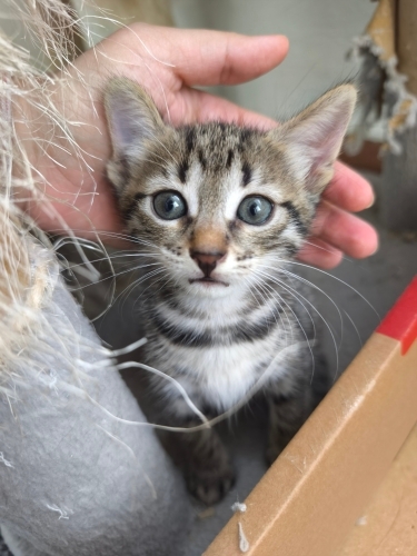 🤍 TOFU (6 Haftalık) Kış Gelmeden Sıcak Bir Yuva Arıyor 🐾 fotoğraf