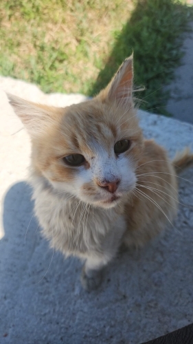 Çok sevecen sarışın bir çocuk fotoğraf