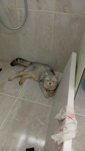 Antalya kepez fevzi cakmakta sokakta buldugum sahipsiz kedi fotoğraf