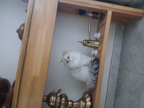 British Longhair dişi 8 aylık fotoğraf