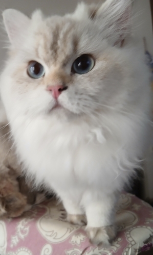 British Longhair dişi 8 aylık fotoğraf