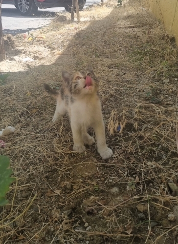 Acil yuvaaaaaa lutfen fotoğraf