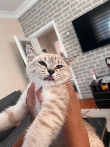 2 kardeş silver point 3 aylık yuva arıyoruz fotoğraf