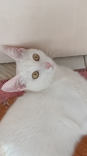 Pembe kulak Peri'ye yuva fotoğraf