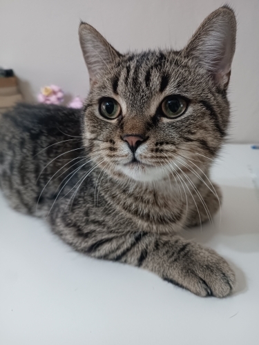Oyunbaz miniğe ömürlük yuva fotoğraf