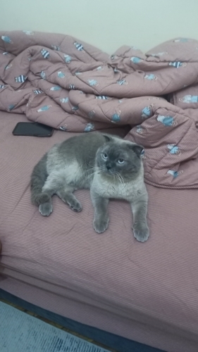 Kedi mi özel sebeblerden dolayı sahiplendirmek istiyorum fotoğraf