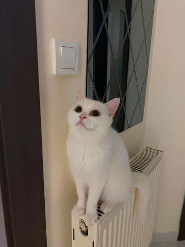 sakin tatlı milaya yuva arıyoruz fotoğraf