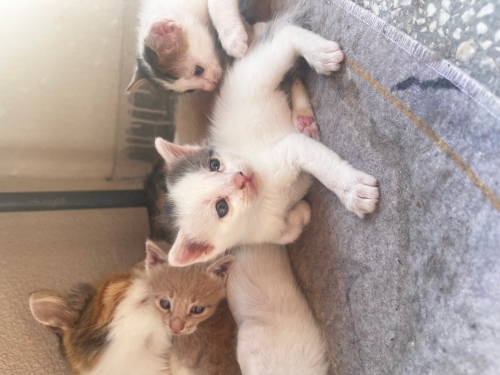 Minik kardeslere yuva bulalım fotoğraf