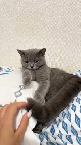 british kısır kedi fotoğraf