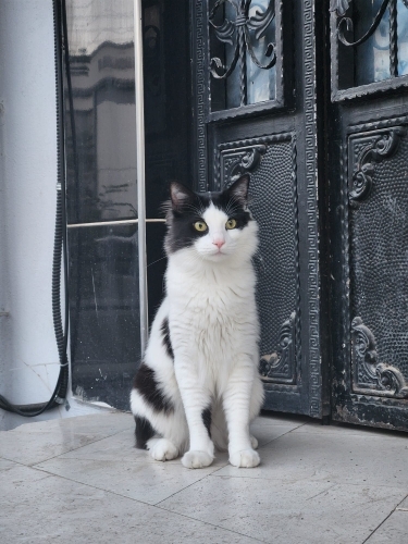 KÖFTE YUVA ARIYOR fotoğraf