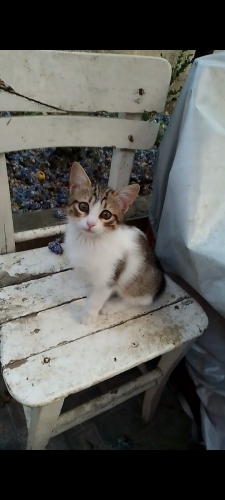 Ürkek güzel bir kedimiz var fotoğraf
