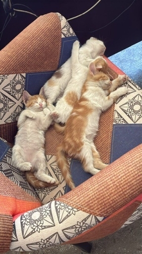 3 erkek 1 dişi 11.06.2026 doğumlular fotoğraf