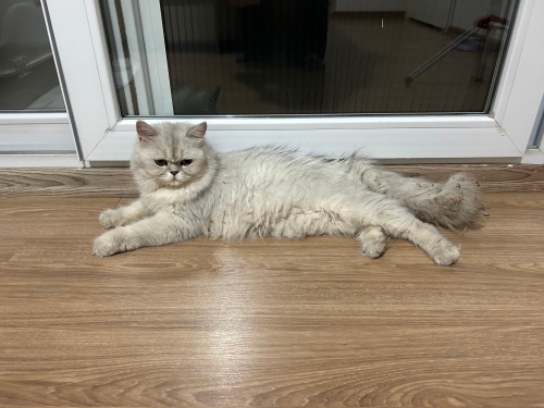 Sokağa atılmış cins kedi fotoğraf