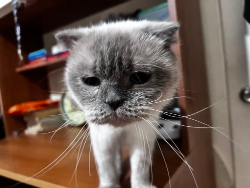 Maya kıza yuva aranıyor fotoğraf