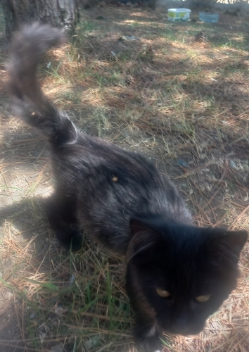 Uzun Tüylü Bebek İnsanını arıyor fotoğraf
