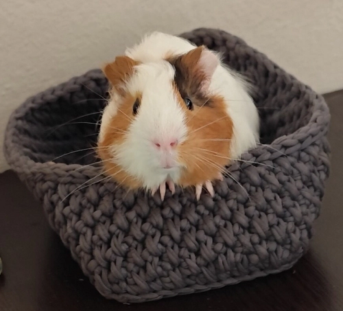 Ginepig Erkek Sevimli fotoğraf