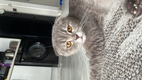 PRENSES LUNAYA KALICI YUVA fotoğraf