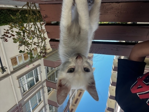 Sitemizde baktigim kediye yuva ariyorum fotoğraf