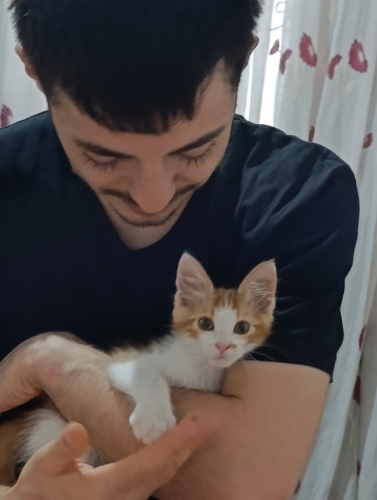 4haftalık, canlı,hareketli, yerinde duramayan tatlı bir sarman fotoğraf