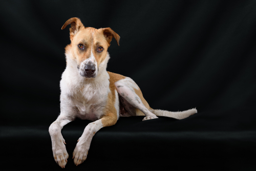 Safkan takıntısı olmayıp, eğitimli, kurtarılmış köpek arayanlara özel dost fotoğraf