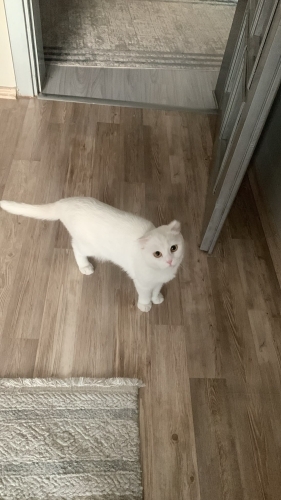 Prensesimiz sahiplenecek birini arıyoruz fotoğraf
