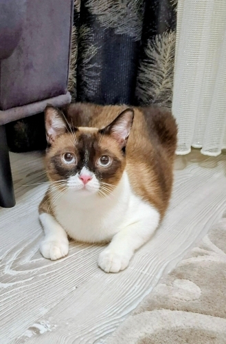 Brirtish erkek ücretsiz fotoğraf